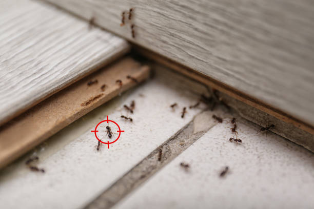Trusted Berthoud, CO Pest Control Experts