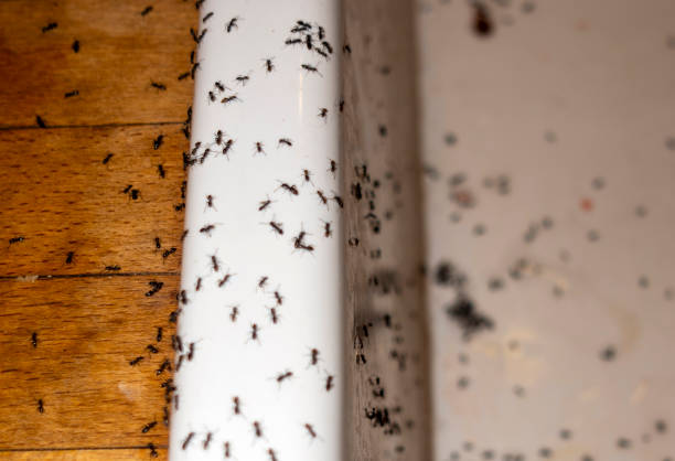 Best Affordable Pest Control Services  in Berthoud, CO