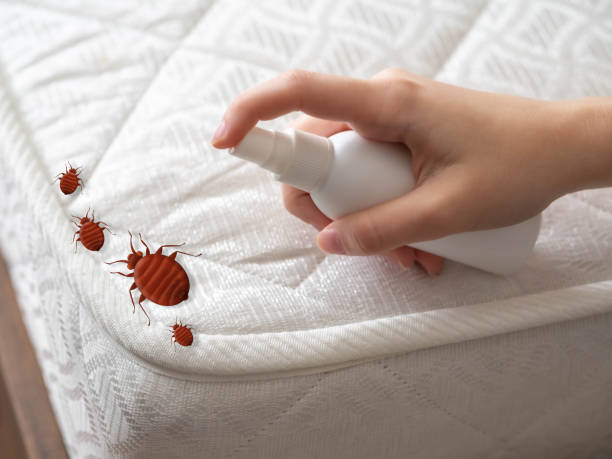 Best Pest Control Near Me  in Berthoud, CO
