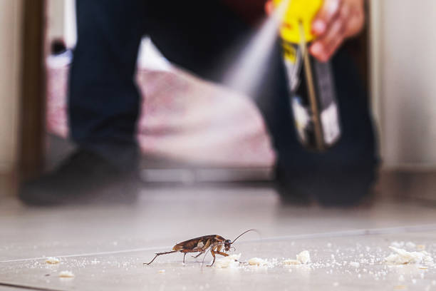 Best Emergency Pest Control  in Berthoud, CO
